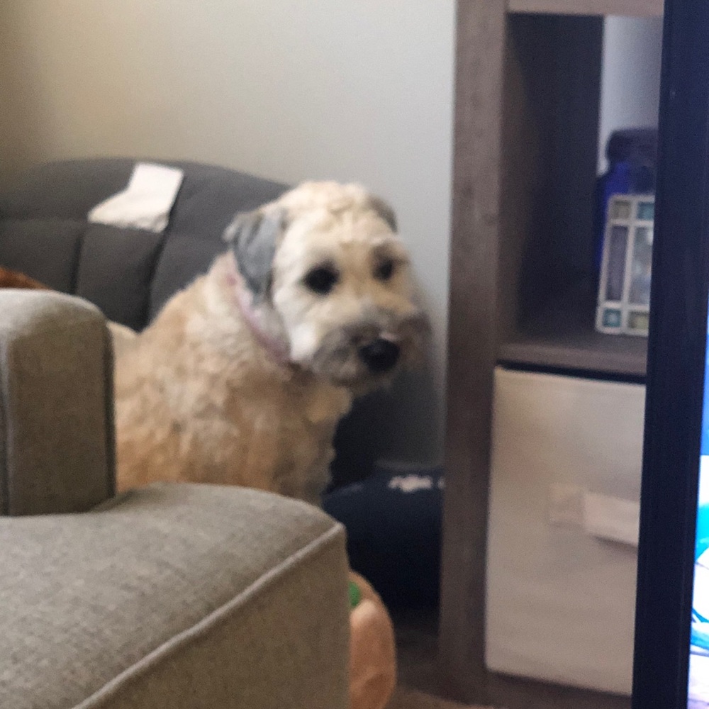 Meet your Posher, Josh